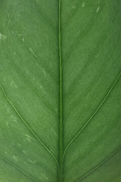 Leaf Details