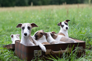 Whippet Welpen im Koffer outdoor