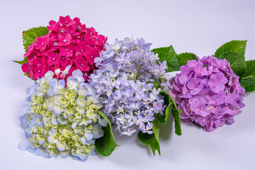 Obraz premium あじさいの花