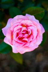 Close up of a pink rose in the park during spring summer time at midday sunlight