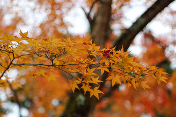 鷹峯常照寺の境内の紅葉
