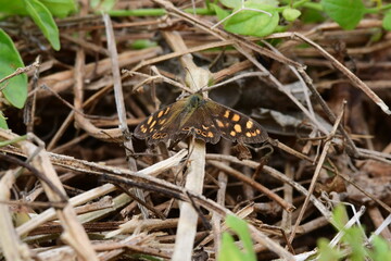 MARIPOSA