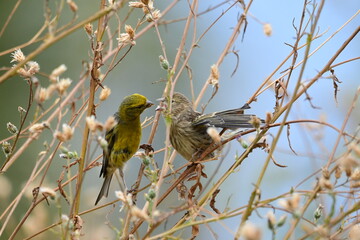 PÁJAROS