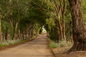path surrounded by eucalyptus trees