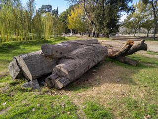 Fototapeta na wymiar trunk of a tree cut in a public park
