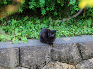 公園の黒猫