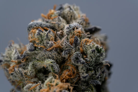 Cannabis Flower Macro - Strain: Peppermint