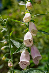 Detail of flowering foxglove - Digitalis purpurea © Golden Shark