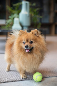 pomeranian dog 