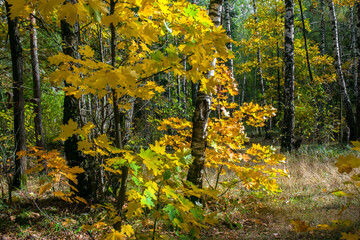 autumn mixed forest, illuminated by bright rays of the sun	
