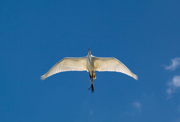 The Great Egret flying