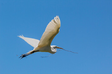 The Great Egret flying