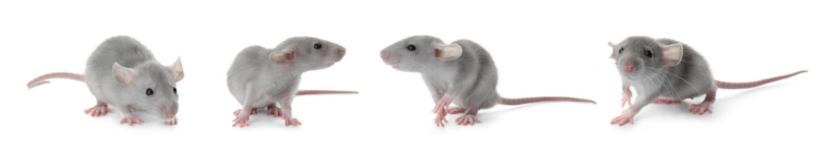 Set of cute little rats on white background. Banner design