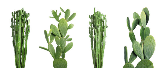Set with beautiful cactuses on white background. Banner design
