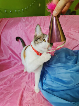 Cat in  birthday hat 