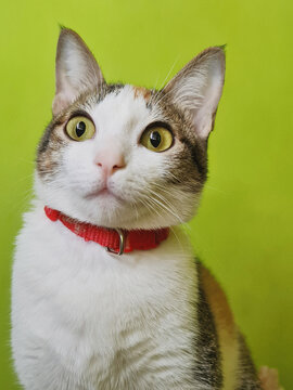 Funny cat in red collar on a green background