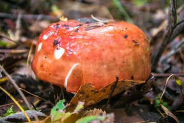 mushrooms in the autumn forest.edible healthy russula mushroom