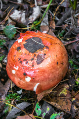 mushrooms in the autumn forest.edible healthy russula mushroom