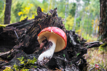 mushrooms in the autumn forest.edible healthy russula mushroom