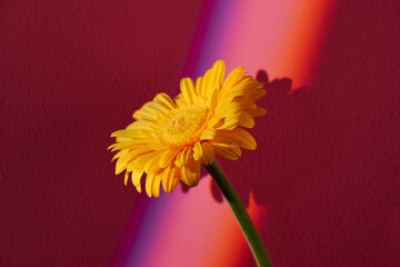 Rainbow Shades on yellow Gerbera