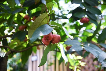 Wax apple fruits. Myrtaceae tropical fruit.