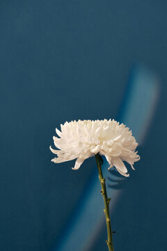 White Flower Petals In Spectacular Rainbow Light