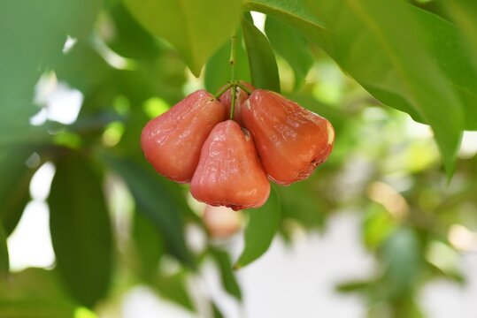 Wax apple fruits. Myrtaceae tropical fruit.