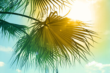Fototapeta na wymiar Beautiful view of palm branches on sunny summer day. Stylized color toning