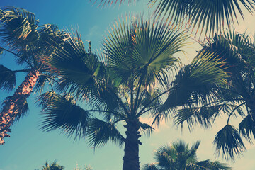 Fototapeta na wymiar Beautiful view of palm trees outdoors on sunny summer day. Stylized color toning