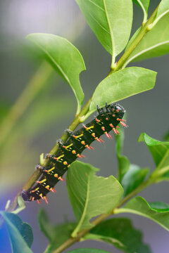 Caterpillar multicolor