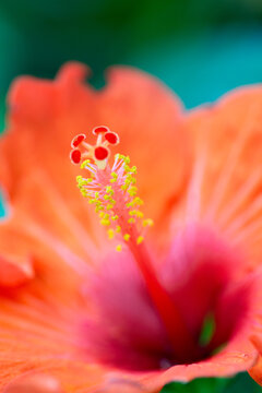 Closeup of the pistil of a red flower