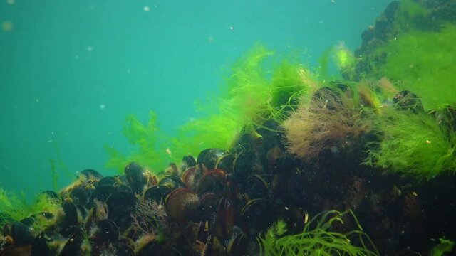 Mediterranean mussel (Mytilus galloprovincialis) and green algae on the seabed in the Black Sea, Ukraine.
