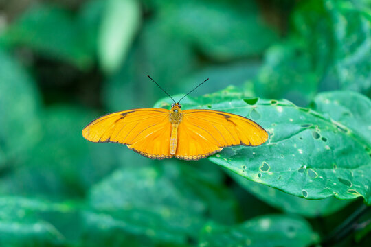 Fototapeta Yellow Dryas iulia butterfly