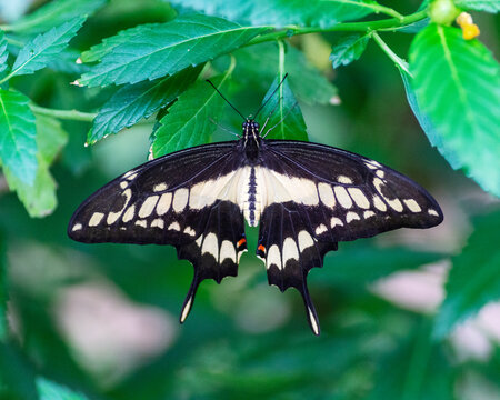 Papilo demolion butterly perched on a leaf