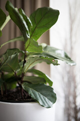 Potted green plant leaves white pot home gentle elegant stylish house