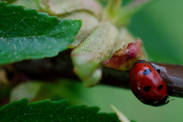 ladybird on a leaf