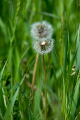 dandelion head