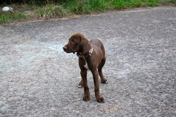 dog on the ground