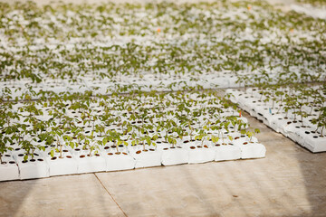 Industrial greenhouse with tomato seedlings