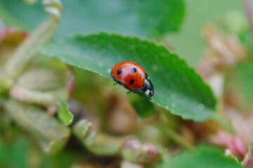 ladybird on a leaf