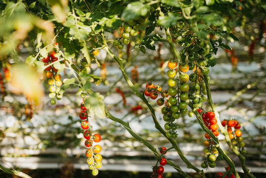 Tomato greenhouse