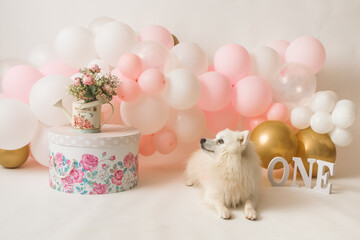 Fototapeta na wymiar one year girl birthday studio decorations