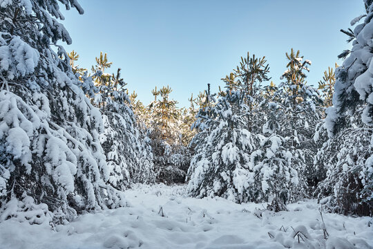 Dense Pine forest in heavy snow. Thetford, Norfolk, UK.