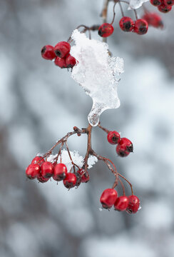 Frozen Hawthorn berries and ice. Norfolk, UK.