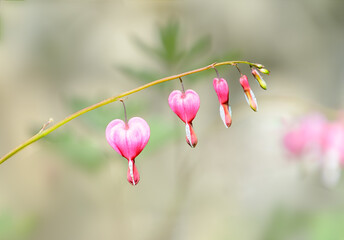A row of pink bleeding heart flowers with light soft focus background