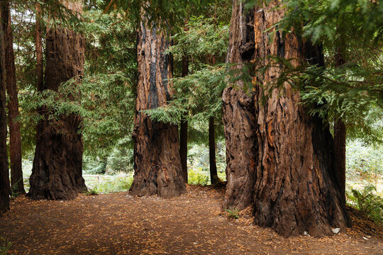 Gnarled redwoods stand in a dirt redwood grove