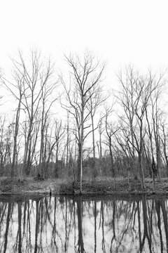 Winter Trees Reflecting In The River In Black And White