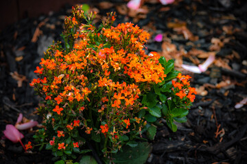 flowers on the ground