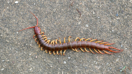The Giant red Centipede dangerous animal in the Garden.