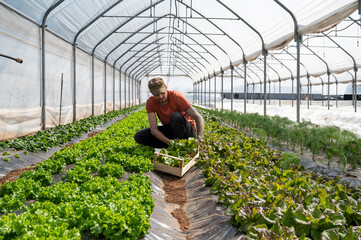 Man picking fresh vegetables in a greenhouse